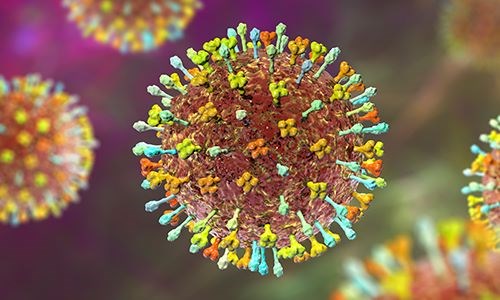 Khuyến cáo phòng, chống dịch bệnh do virus Nipah