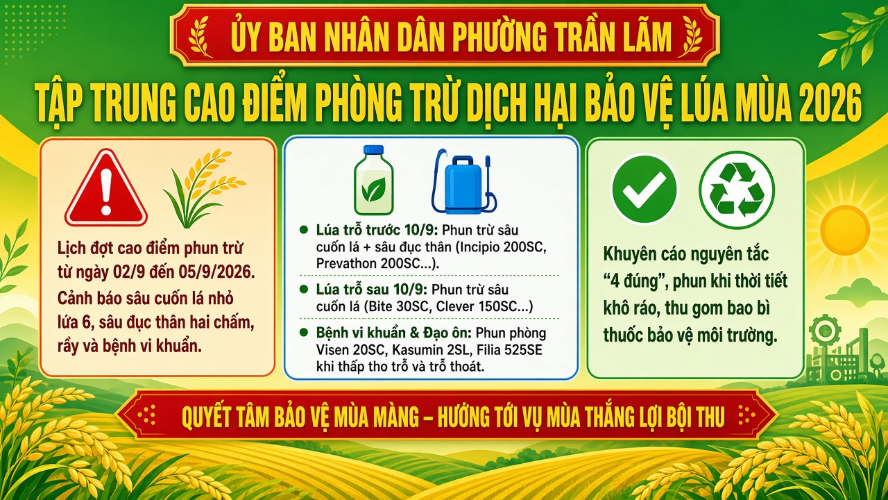 Phường Trần Lãm: Chủ động, quyết liệt các giải pháp bảo vệ lúa Mùa 2026 giai đoạn trỗ bông